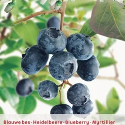 Vaccinium Corymbosum Pot 23cm.