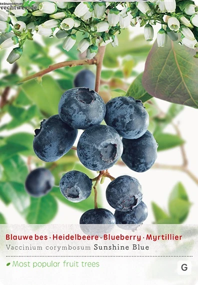 Vaccinium Corymbosum Pot 23cm. 3 Vaccinium Corymbosum Pot 23cm.