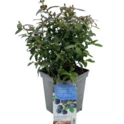 Vaccinium Corymbosum Pot 23cm. 9 Vaccinium Corymbosum Pot 23cm. -Goedkope Tuin Prachtig Winkel vaccinium corymbosum pot 23cm 520x573 620a132fc0949 l
