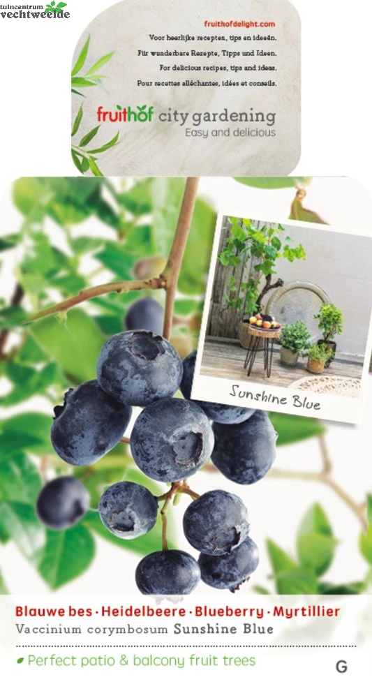 Vaccinium Corymbosum Pot 23cm. 4 Vaccinium Corymbosum Pot 23cm. - Afbeelding 2