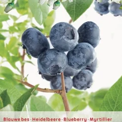 Vaccinium Cr. Jersey Vp5