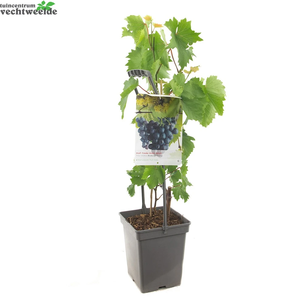 Vitis 'Boskoop Glory' 4 Vitis 'Boskoop Glory' - Afbeelding 2