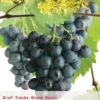 Vitis 'Boskoop Glory' -Goedkope Tuin Prachtig Winkel vitis boskoop glory 397x569 62071a8927e98 l