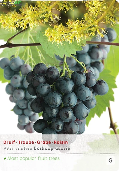 Vitis 'Boskoop Glory' 3 Vitis 'Boskoop Glory'