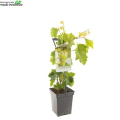 Vitis 'Himrod' -Goedkope Tuin Prachtig Winkel vitis himrod 1500x1500 62093718cd53a l