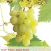 Vitis 'Himrod' -Goedkope Tuin Prachtig Winkel vitis himrod 397x570 6206da6490cd7 l
