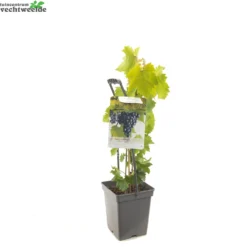 Vitis 'Regent' -Goedkope Tuin Prachtig Winkel vitis regent 1500x1500 62094536917ac l