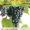 Vitis 'Regent' -Goedkope Tuin Prachtig Winkel vitis regent 397x568 620759b17507b l