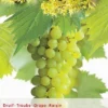 Vitis Solaris Vp5 2 Vitis Solaris Vp5 -Goedkope Tuin Prachtig Winkel vitis solaris vp5 396x568 641482281ab11 l