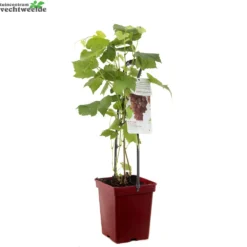 Goedkope Tuin Prachtig Winkel -Goedkope Tuin Prachtig Winkel vitis vin katharina 1000x1000 620922bd9f557 l