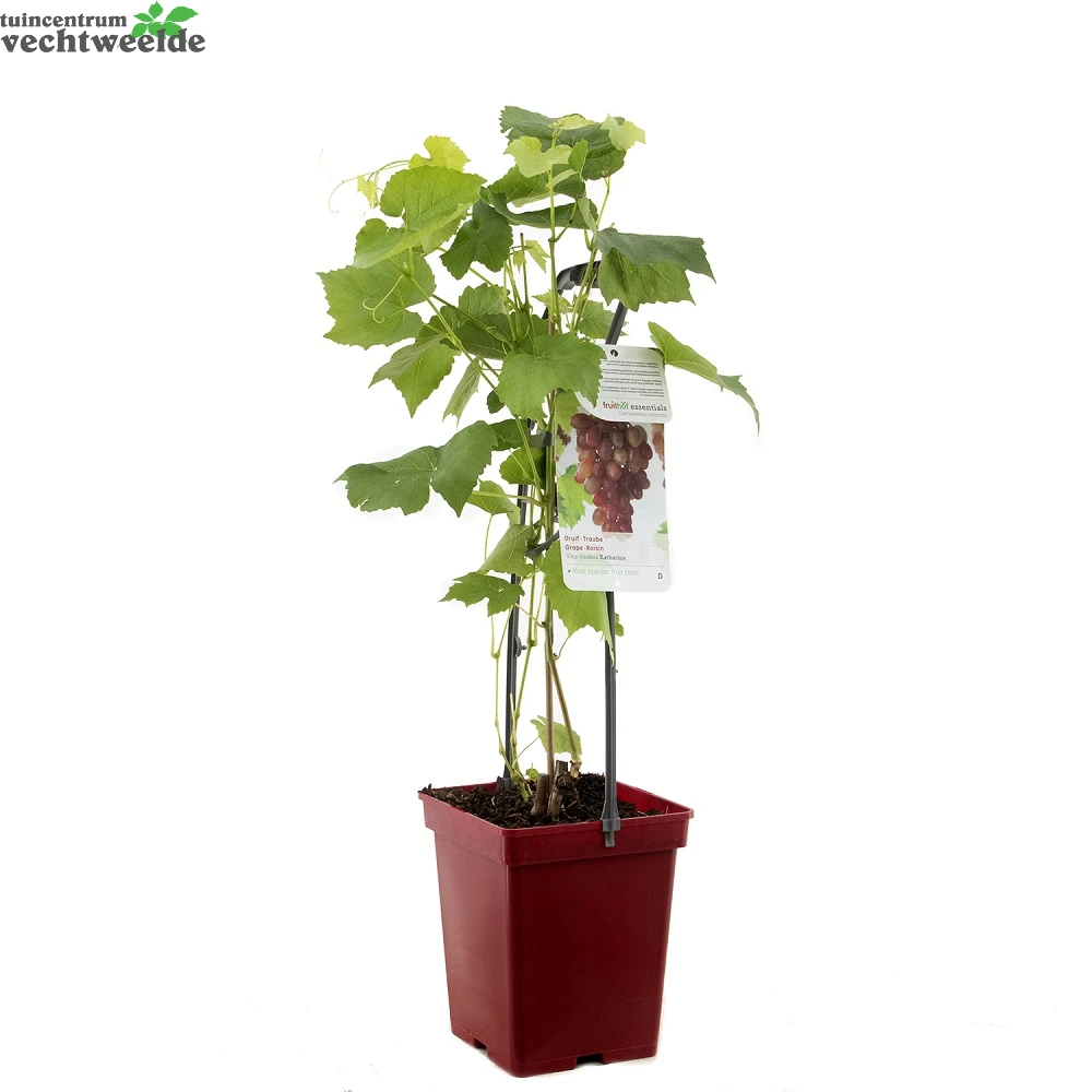Vitis Vin Katharina 4 Vitis Vin Katharina - Afbeelding 2