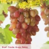 Vitis Vin Katharina -Goedkope Tuin Prachtig Winkel vitis vin katharina 408x567 6414823ca8836 l