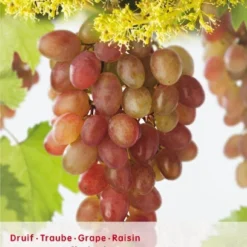 Goedkope Tuin Prachtig Winkel 7 Vitis Vin Katharina