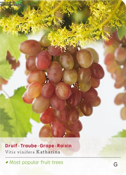 Vitis Vin Katharina 3 Vitis Vin Katharina