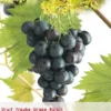 Vitis Vin Muscat Blue Vp5 -Goedkope Tuin Prachtig Winkel vitis vin muscat blue vp5 390x570 62cff8ba3eb14 l