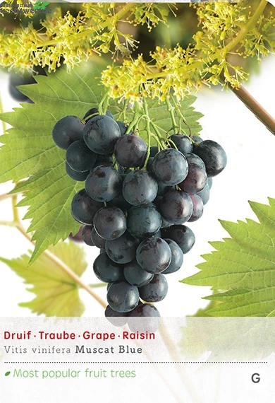 Vitis Vin Muscat Blue Vp5 3 Vitis Vin Muscat Blue Vp5