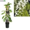 Wisteria Flo. 'Alba' -Goedkope Tuin Prachtig Winkel wisteria flo alba 1000x1000 6207ae11d636b l