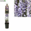 Wisteria Sinensis 2 Wisteria Sinensis -Goedkope Tuin Prachtig Winkel wisteria sinensis 750x750 62a4af9e85b91 l