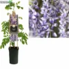 Wisteria Sinensis P16 3.0 -Goedkope Tuin Prachtig Winkel wisteria sinensis p16 3 0 800x800 640f3c0d29024 l