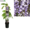 Wisteria Sinensis 'Prolific' 2 Wisteria Sinensis 'Prolific' -Goedkope Tuin Prachtig Winkel wisteria sinensis prolific 1000x1000 62072e12d5084 l