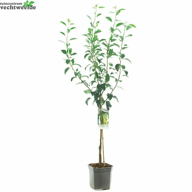 Wonder Tree Conference 3 Wonder Tree Conference