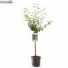 Wonder Tree Gieser Wildeman 1 Wonder Tree Gieser Wildeman -Goedkope Tuin Prachtig Winkel wonder tree gieser wildeman 800x800 62a36c142168e l