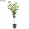 Wonder Tree Opal -Goedkope Tuin Prachtig Winkel wonder tree opal 800x800 62a36c148d120 l