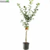 Wonder Tree Santana -Goedkope Tuin Prachtig Winkel wonder tree santana 800x800 62a36c196dcfe l