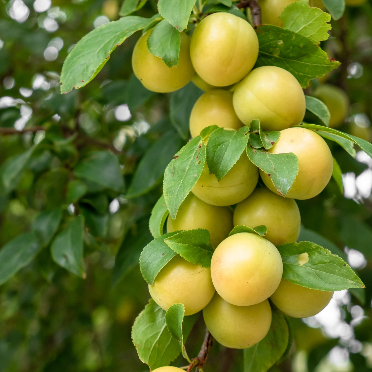 Goedkope Tuin Prachtig Winkel -Goedkope Tuin Prachtig Winkel 359 76975d0c fe8d 4e66 a1fc 2bdec1cfe323